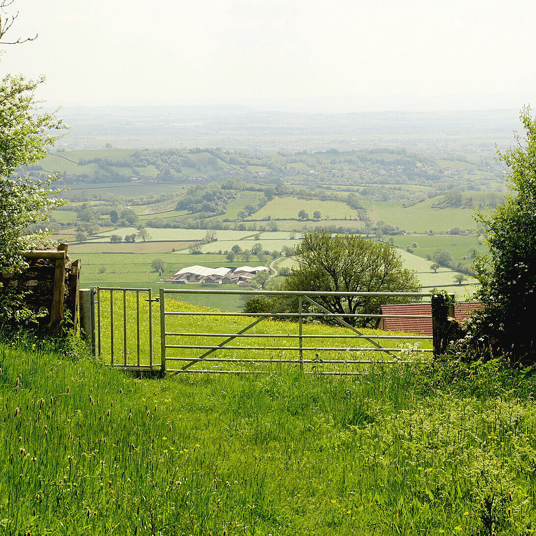 Weidetor inmitten eine saftigen grünen Landschaft im idyllischen West Country, der Herkunft des Cheddar.