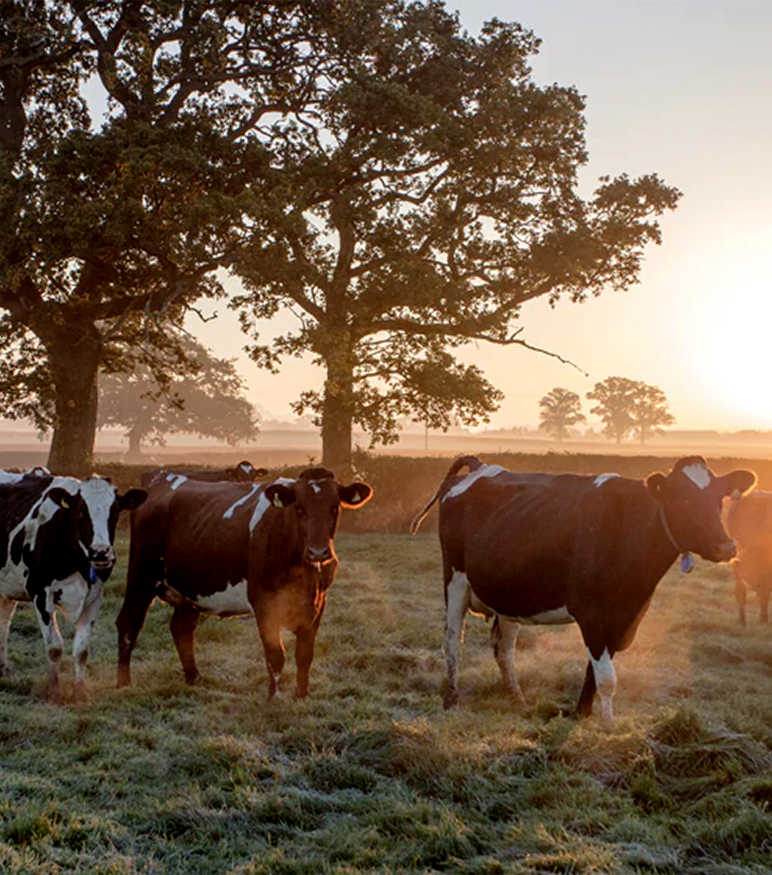 Regionale Zutaten wie die Milch unserer Kühe sind wichtig bei der Cheddar Herstellung