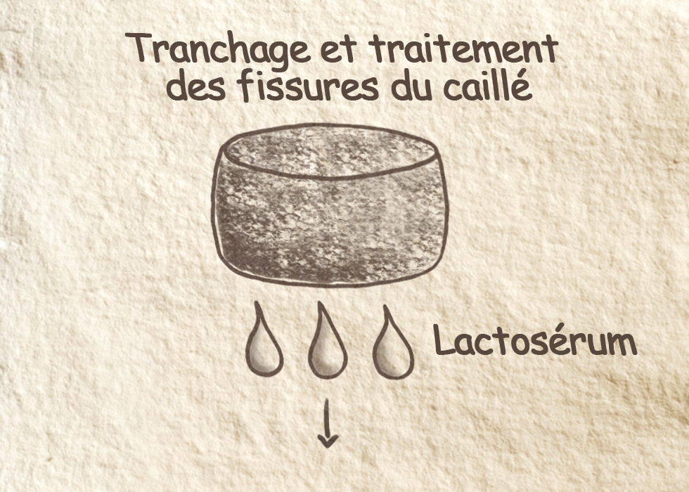 Le tranchage du caillé Le tranchage du caillé