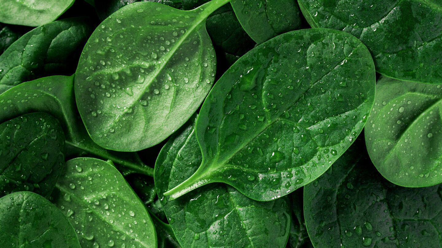 Frische Spinatbätter mit kleinen Wassertropfen