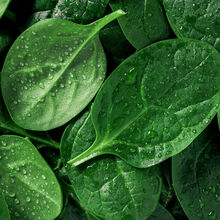Frische Spinatbätter mit kleinen Wassertropfen