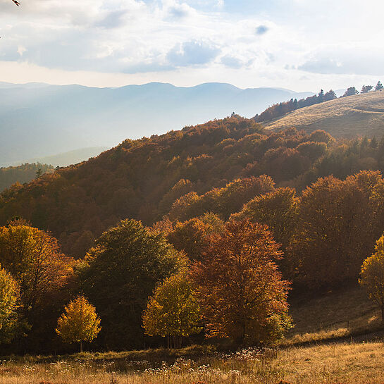 Die Vogesen, bergige Heimat des Le Montagnard