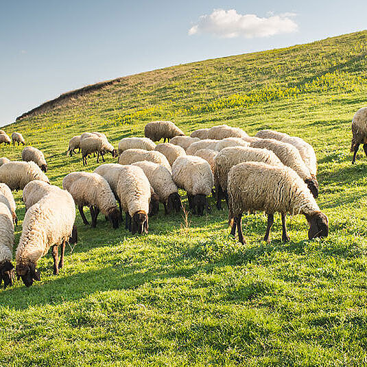 Manech-Schafe in den Pyrenäen